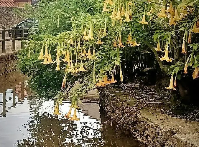 דירה La Buganvilla